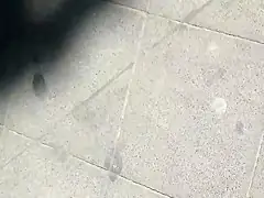 feet in public